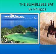 Image result for Bumblebee Sized Bat