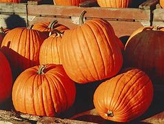 Image result for 1 Pumpkin