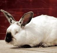 Image result for California Rabbit