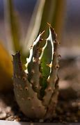 Image result for Crab Claw Succulent