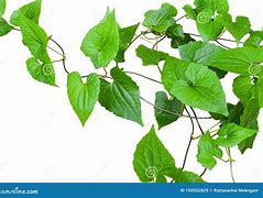 Image result for Leafy Vines