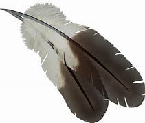 Image result for Feather Icons Transparent