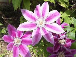 Image result for Where to Plant Clematis Vine