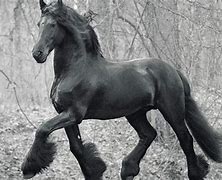 Image result for Black and White Friesian