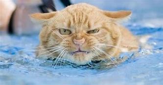 Image result for Funny Cat Swimming Pool