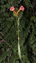 Image result for Trumpet Vine Seed Pods