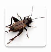 Image result for Cricket Insect Food
