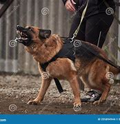 Image result for German Shepherd Protective