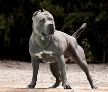 Image result for How Much Does a XL Bully Cost