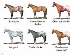 Image result for Appaloosa Horse Color Patterns