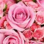 Image result for iPhone 7 Plus White Rose