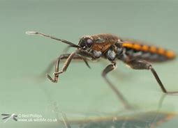 Image result for Water Cricket