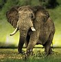 Image result for Elephant Desktop Wallpaper