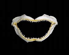 Image result for Big Shark Jawbone