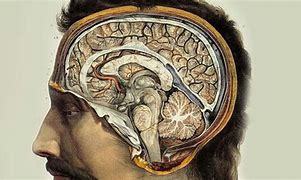 Image result for The Bigger Brain