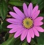 Image result for Violet Color Flowers