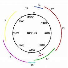 Image result for Genital Human Papillomavirus 16 and 18