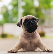 Image result for How Much Do Baby Pugs Cost