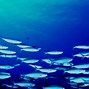 Image result for Colorful School of Fish