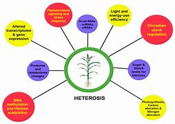 Image result for Heterosis in Humans