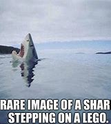 Image result for Shark Saturday Meme
