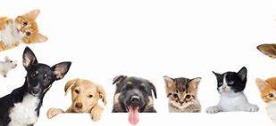 Image result for Service Dog PNG