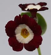 Image result for Primula auricula Alice Haysom