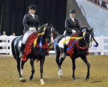 Image result for Arabian Horse Dressage