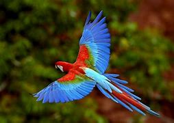Image result for parrot flying