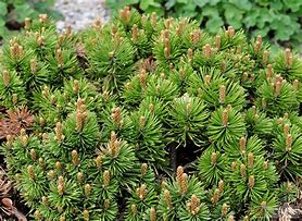 Image result for Pinus mugo Mini Mini