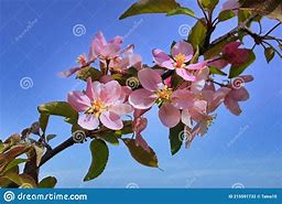 Image result for Pink Apple Tree