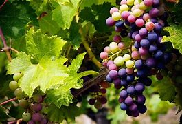 Image result for Grape Plants