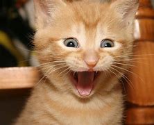 Image result for Happy Smiling Cat Meme