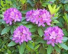 Risultato immagine per Rhododendron ponticum