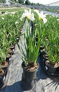 Image result for Iris sibirica Swans In Flight