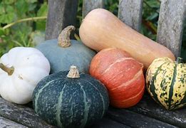 Image result for All Types of Winter Squash