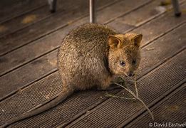 Image result for Quokkaa Flying through Space