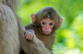 Image result for Funny Monkey Desktop Backgrounds