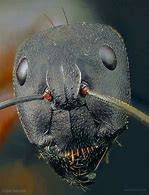 Image result for Macro Photography Ant