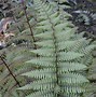 Image result for Athyrium Ghost