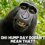 Image result for Hump Day Giraffe Meme
