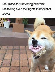 Image result for Dog Eating Meme
