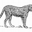 Image result for Cheetah Coloring