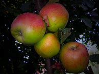 Image result for Autumn Apples