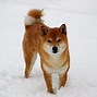 Image result for Shiba Dog Doge