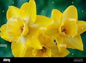 Narcissus Hillstar ਲਈ ਪ੍ਰਤੀਬਿੰਬ ਨਤੀਜਾ