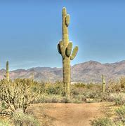 Image result for Green Desert Cactus