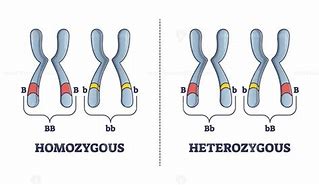 Image result for Homozygous and Heterozygous Examples