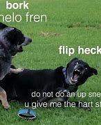 Image result for What the Heck Is the Dog Doing Real Meme