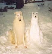 Image result for Disney Movie Snow Dogs